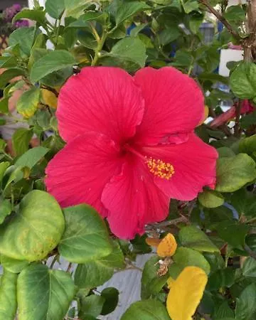 Duplex Maspalomas *